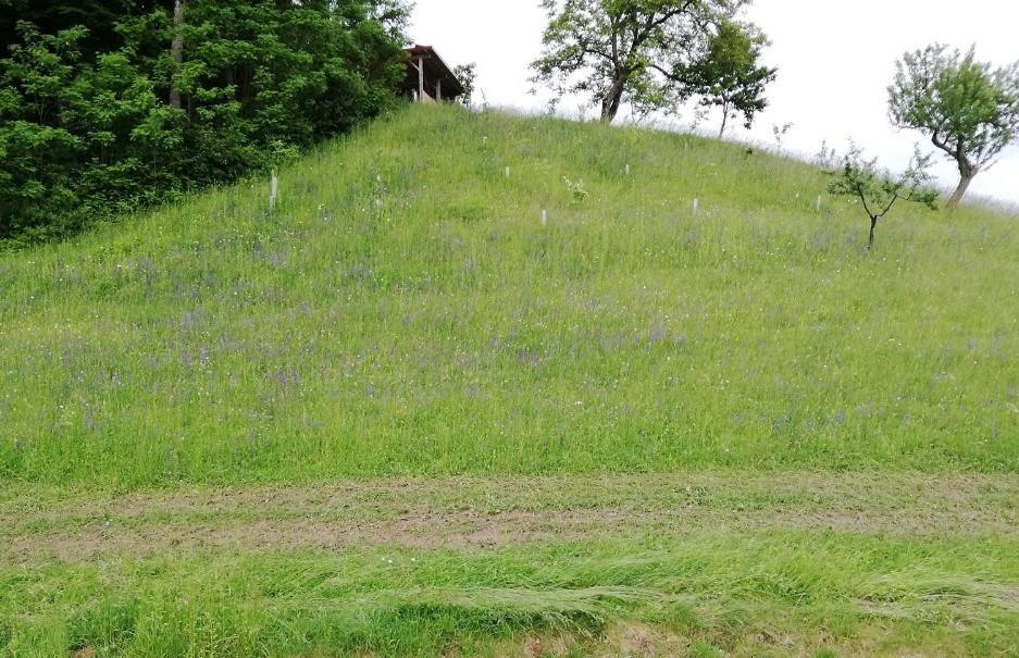 Bioferienhaus Muster - Dominkusch Possnitz Exteriör bild